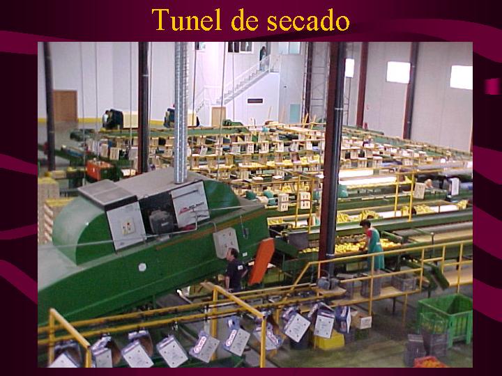 division agricola 2
