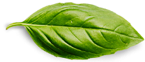 cropped-basil-leaf.png